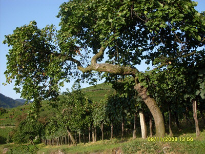 Trees