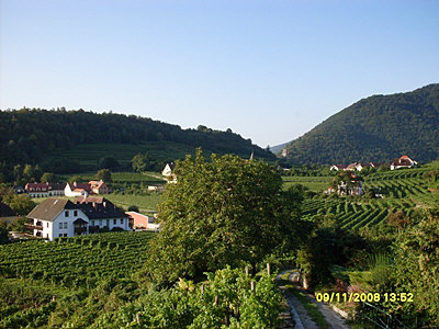 vineyard
